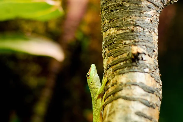 Little lizard colored wood — Stock Photo, Image