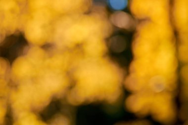 bulanık hafif bir arka plan üzerinde sarı bokeh