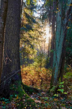 parkta ağaçların arasından geçen güneş ışınları ile renkli sonbahar