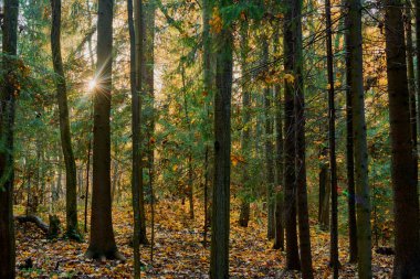 parkta ağaçların arasından geçen güneş ışınları ile renkli sonbahar