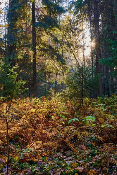 parkta ağaçların arasından geçen güneş ışınları ile renkli sonbahar