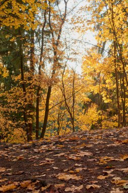 parkta ağaçların arasından geçen güneş ışınları ile renkli sonbahar