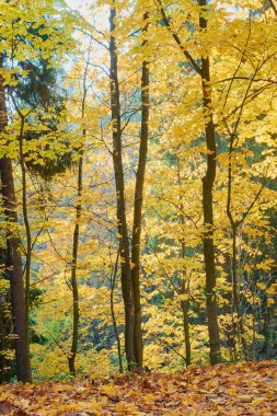 parkta ağaçların arasından geçen güneş ışınları ile renkli sonbahar
