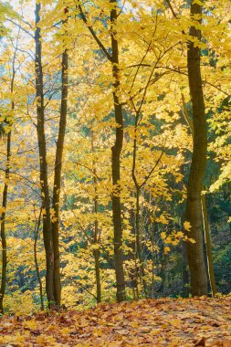 parkta ağaçların arasından geçen güneş ışınları ile renkli sonbahar