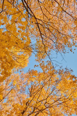 parkta ağaçların arasından geçen güneş ışınları ile renkli sonbahar