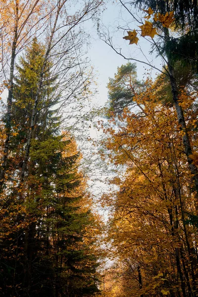 Farbenfroher Herbst Park Mit Sonnenstrahlen Die Durch Die Bäume Fließen lizenzfreie Stockbilder