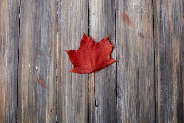 autumn leaves on a wooden background removed