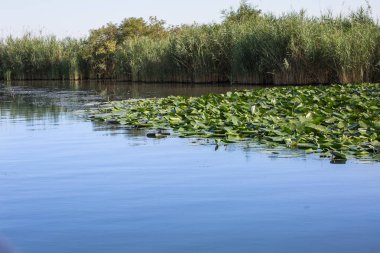 Mantua birçok Lotus ile nehirde Mincio çiçek yeşil yaprakları, İtalya.