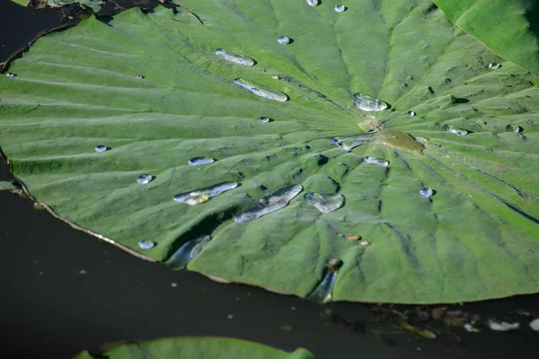 Detail Der Lotusblume Blatt Fluss Mit Tropfen Auf Der Oberseite — Stockfoto