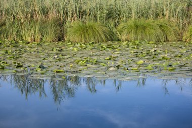Mantua birçok Lotus ile nehirde Mincio çiçek yeşil yaprakları, İtalya.