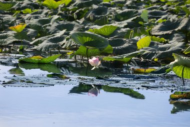 Mantua birçok Lotus ile nehirde Mincio çiçek yeşil yaprakları, İtalya.