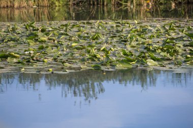 Ayrıntı birçok Lotus ile Mantua Mincio Nehri'nin çiçek yeşil yaprakları, İtalya.