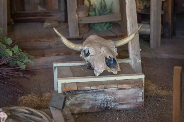 Animal Stuffed Skull with White Horns on Wooden Box — Stock Photo, Image