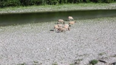 Baharda bir dere yatağında otlayan koyun sürüsü.