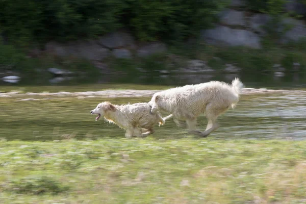 White Dogs Bawią Się Sobą Pobliżu Brzegu Strumienia — Zdjęcie stockowe