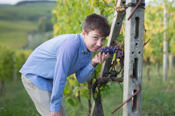 Boy with a Bunch of Black Grapes hanging in a Vineyard in Tuscany Hills, Italy.