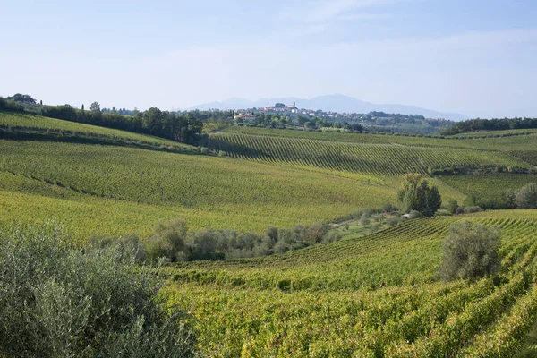 Green Hills Tuscany Vineyards Italy — Stock Photo, Image