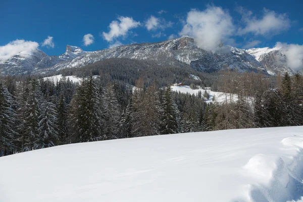 Прекрасный День Горах Заснеженными Елками Панорамой Снежной Горы — стоковое фото