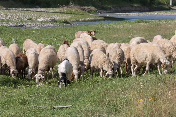 Stado Owiec Wypas Trawy Streambed Wiosną — Zdjęcie stockowe