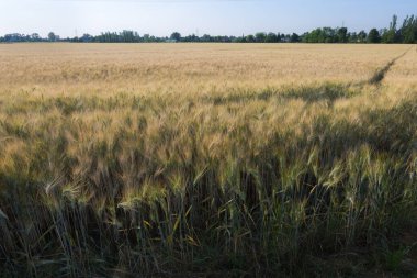Baharda Buğday Tarlası ve Mavi Gökyüzü.