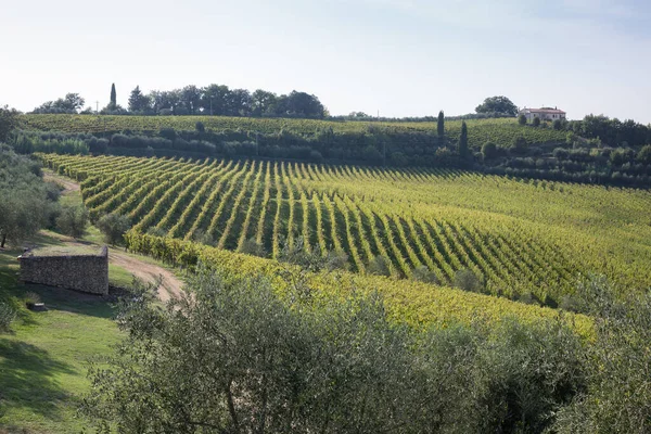 Green Hills Tuscany Vineyards Italy — Stock Photo, Image