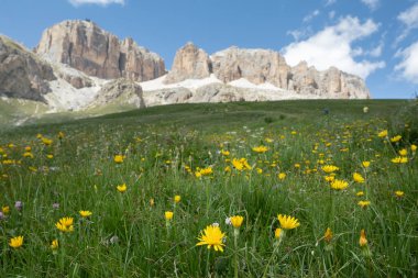 Sarı Alp çiçekleri güneşli bir günde açar İtalyan Dolomitleri.