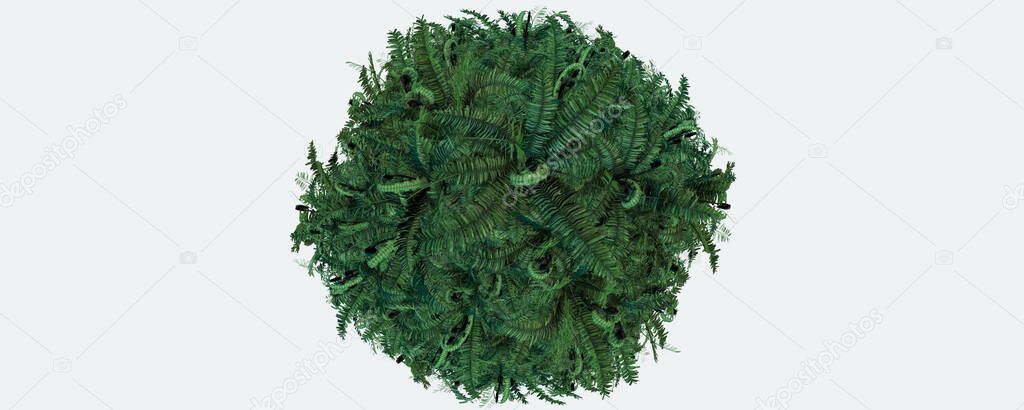 3d illustration background of fern foliage in round shape 