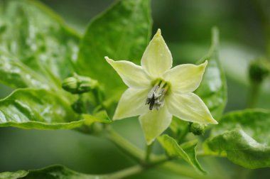 Güzellik biber çiçekler ve yeşil yaprak