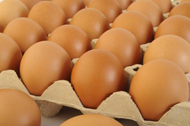 Karton yumurta kasasında tavuk yumurtası. 