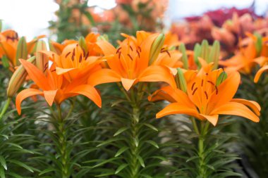 Liliaceae 'nin açtığı güzel yaz çiçeğinin buketine yakın.