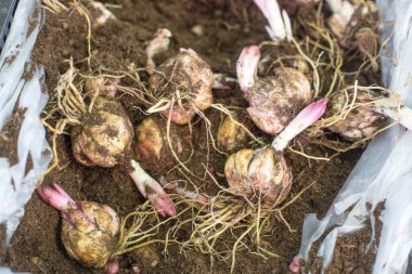 Lale soğanları beyaza izole edilmiş. Ekmeye hazır.