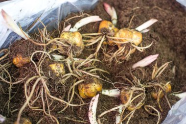 Lale soğanları beyaza izole edilmiş. Ekmeye hazır.