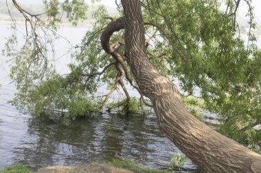 Su kenarında taze yeşil ağaçlar.
