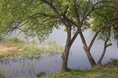 Su kenarında taze yeşil ağaçlar.