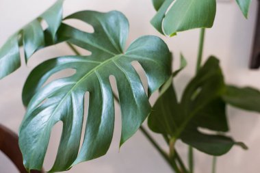 Canavar koyu yeşil yaprak, filodendron saksı bitkisi