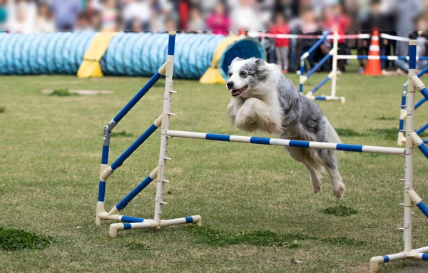 Köpek çeviklik sahasında bir engelin üzerinden atlar.