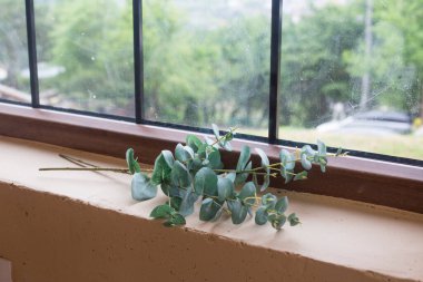 Bir kafe masasında okaliptüs dalı.