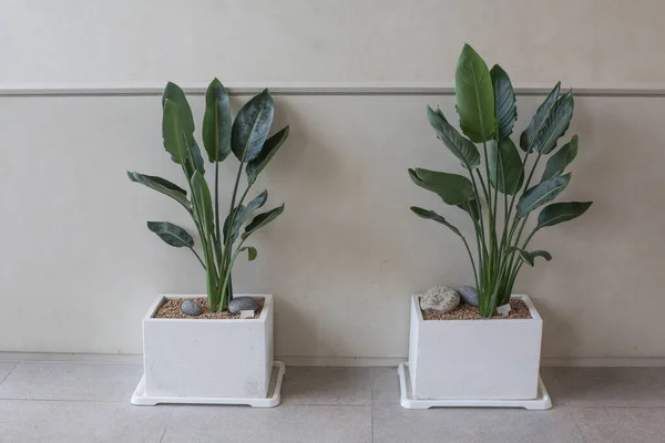 Egzotik Strelitzia Reginae ya da Cennet Kuşu bitkisi tencerede izole edilmiş.