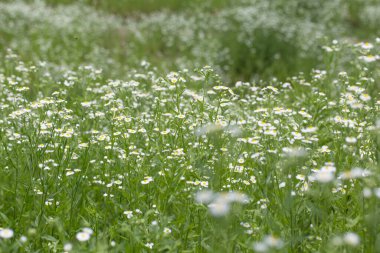 Bir grup papatya pire çiçeği. Bitki tarlada doğal ortamda büyüyor.