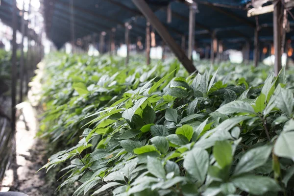 Fábrica Ginseng Coreia Que Cresce Campo — Fotografia de Stock