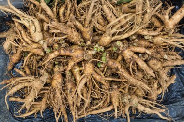 Piyasada taze Kore ginsengi satılıyor.