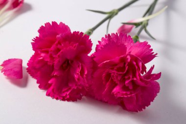 Güzel pembe karanfil çiçeği beyaz arka planda izole edilmiş.