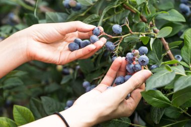 Kadın elleri taze toplanmış yaban mersinleriyle dolu