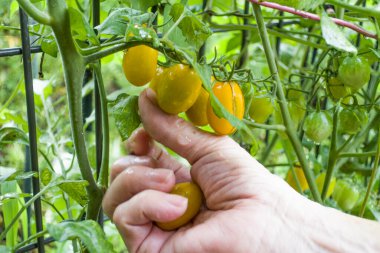 Sepetli kiraz domateslerini elle topluyorum..