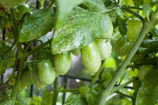 Tomates cereja frescos e orgânicos no jardim com gotas de chuva. — Fotografia de Stock