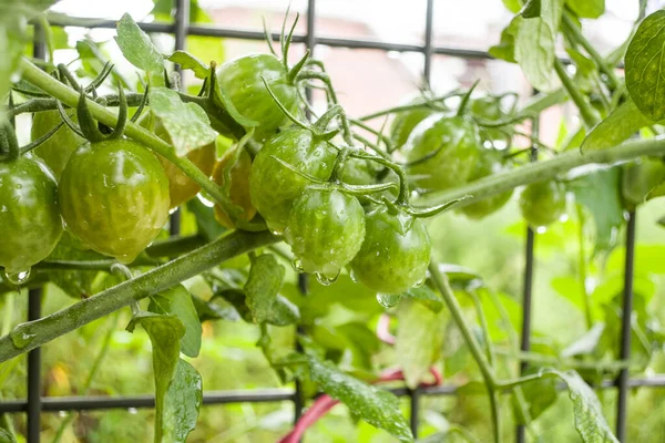 Tomates cereja frescos e orgânicos no jardim com gotas de chuva. — Fotografia de Stock