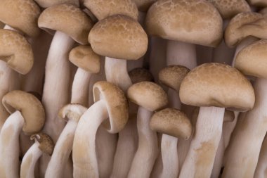 Beyaz arka planda izole edilmiş bir istiridye mantarı.