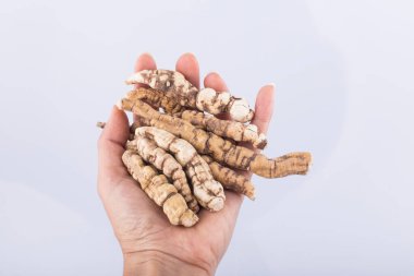 Doğu tıbbı Wilfordi kökü, Cynanchum wilfordii Hemsley.
