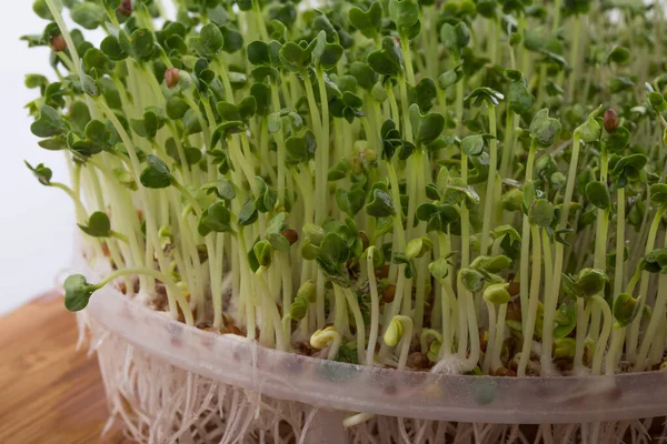 Fresh broccoli seeds sprout grown at home