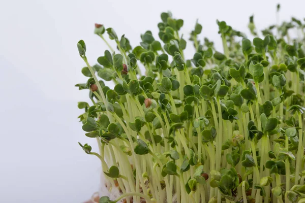 Fresh broccoli seeds sprout grown at home